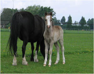 jochem